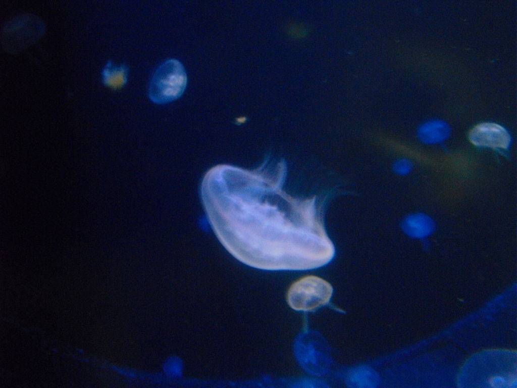 медузы аквариум CRETAQUARIUM